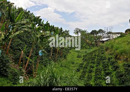 Kaffee und Bananen-Plantage in der Region Quindio in Kolumbien. Stockfoto