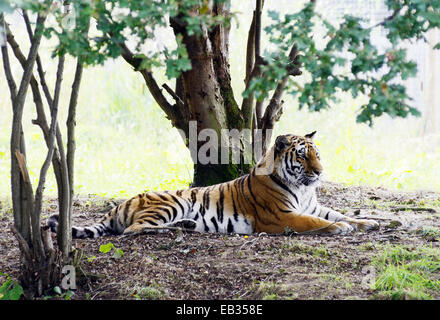 Tiger am Boden unter dem Baum ausruhen, faulenzen Stockfoto