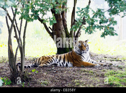 Tiger suchen faul ist die Verlegung auf dem Boden ruhen im Schatten Stockfoto