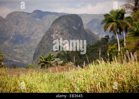 Landschaft mit Karstberge und den Anbau von Tabak, Valle de Viñales, Pinar del Río Provinz, Kuba Stockfoto