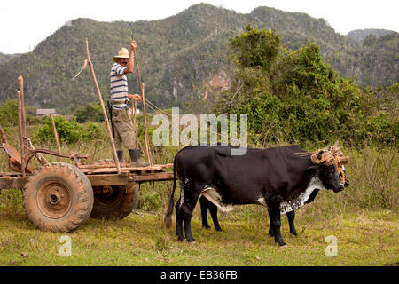 Bauer mit einem Ochsen gezogenen Karren, Valle de Viñales, Pinar del Río Provinz, Kuba Stockfoto