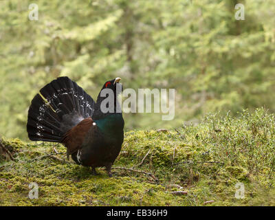 Auerhahn oder Auerhahn (at Urogallus), Anzeige, Tirol, Österreich Stockfoto