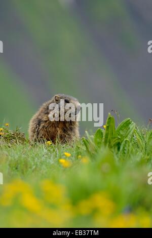 Alpen-Murmeltier (Marmota Marmota) auf einer Almwiese, Oberstdorf, Oberallgäu, Allgäu, Schwaben, Bayern, Deutschland Stockfoto