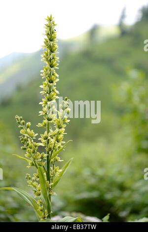 Falsche Helleborine oder Weiße Nieswurz (Veratrum Album), Oberstdorf, Oberallgäu, Allgäu, Schwaben, Bayern, Deutschland Stockfoto