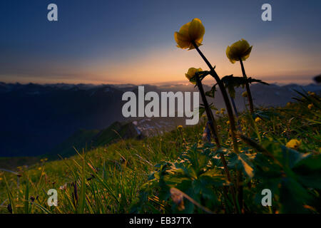 Kugel-Blume (Trollblume Europaeus) bei Sonnenuntergang mit Panoramablick auf Berge, Lechtal, Kaisers, Bezirk Reutte, Tirol Stockfoto