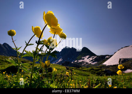 Kugel-Blumen (Trollblume Europaeus) mit Panoramablick auf die Berge, Lechtal, Kaisers, Bezirk Reutte, Tirol, Österreich Stockfoto