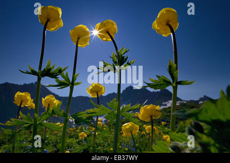 Globus-Blumen (Trollblume Europaeus) mit Panoramablick auf die Berge mit der Sonne, Lechtal, Kaisers, Bezirk Reutte Stockfoto