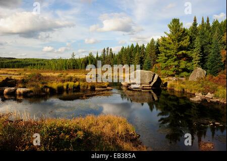 Typischen Moorlandschaften des kanadischen Schildes oder Laurentian Plateau mit Teichen und Nadelwälder, Algonquin Provincial Park Stockfoto