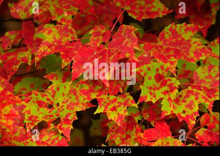 Zucker-Ahorn (Acer Saccharum) in Herbstfarben, Indian Summer, Provinz Algonquin Provincial Park, Ontario, Kanada Stockfoto