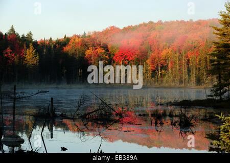 Am frühen Morgennebel erhebt sich aus einem kleinen Teich über einen farbenfrohen herbstlichen Wald, Algonquin Provincial Park, Ontario Provinz Stockfoto