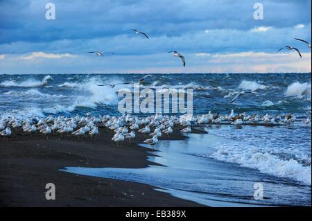 Herde von Ring-billed Möwen (Larus Delawarensis) sitzen am südlichsten Punkt von Kanada auf dem Eriesee Stockfoto