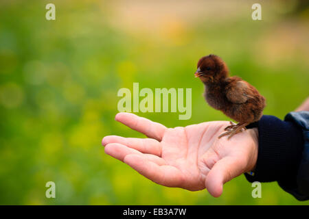 Person halten Küken Stockfoto