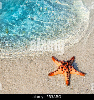 Seestern am Strand, Beitung Island, Indonesien Stockfoto