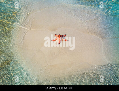 Seesterne auf einer Sandbank im Meer, Beitung Island, Indonesien Stockfoto