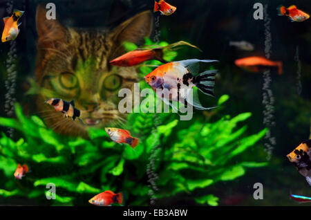 Porträt einer Katze, die sich Skalarfische in einem Aquarium anschaut Stockfoto