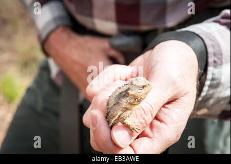 Mann mit gehörnter Eidechse, Arizona, USA Stockfoto