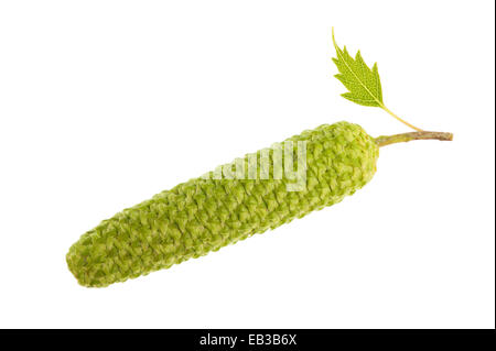 Birke Catkin mit Blatt isoliert auf weiss Stockfoto