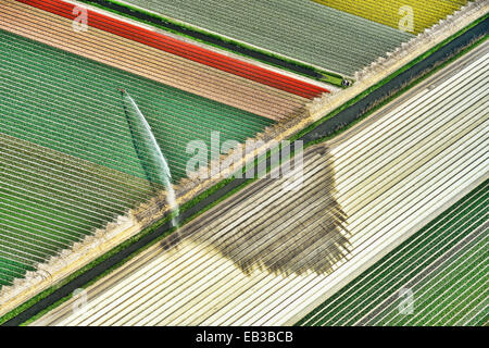 Luftaufnahme von Tulpenfeldern, die bewässert werden, Niederlande Stockfoto