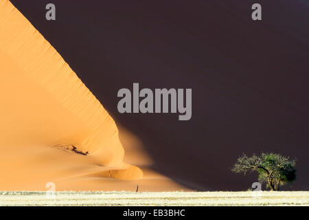 Camel Thorn (Acacia Erioloba) wachsen am Fuße des einen roten Sossusvlei Dünen, Namibia. Stockfoto