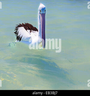 Pelikan, Schwimmen im Meer, Australien Stockfoto