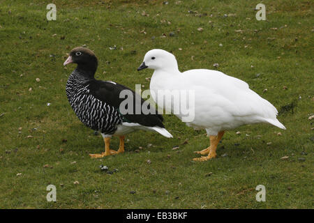 Seetang-Gänse-Falkland-Inseln-paar Stockfoto