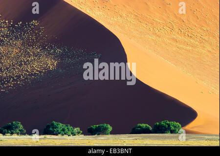 Camel Thorn (Acacia Erioloba) wachsen am Fuße des einen roten Sossusvlei Dünen, Namibia. Stockfoto