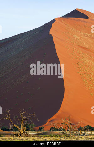 Toten Camel Thorn (Acacia Erioloba) wachsen am Fuße des roten Sossusvlei Dünen, Namibia. Stockfoto