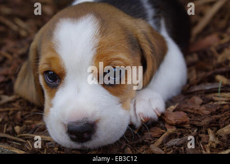 Porträt eines Beagle Welpen Hund Stockfoto