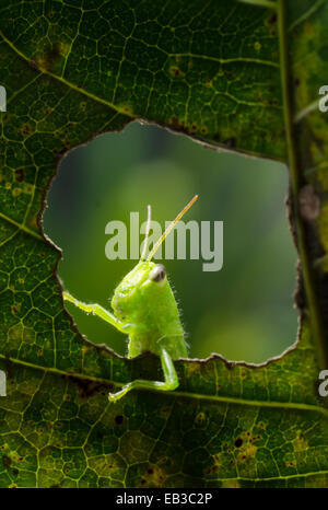 Indonesien, Gorontalo, Grasshopper auf Blatt Stockfoto