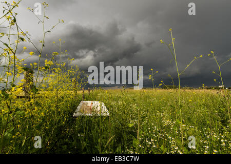 Verlassene Badewanne in einem Feld, Holland Stockfoto