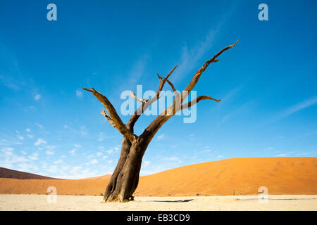 Toten Camel Thorn (Acacia Erioloba) auf der Oberfläche der Ton im Deadvlei, Namibia. Stockfoto