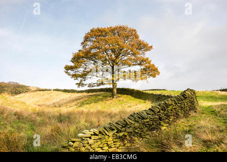Einsamer Platane, umgeben von einer Steinmauer auf einem Hügel in der Nähe von Hollingworth in Longdendale. Stockfoto