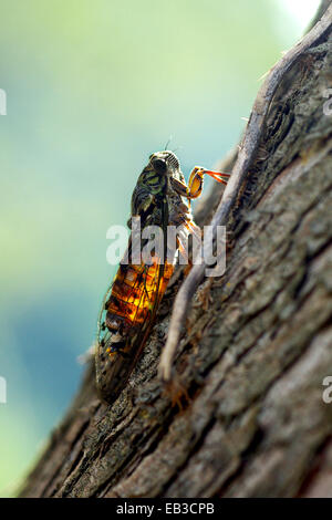 Zikade auf Baum Stockfoto