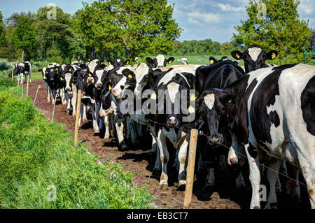 Deutschland, Ostfriesland, Gruppe von schwarz-weiß-Holstein Friesian Kühen hinter Zaun, Blick in die Kamera Stockfoto