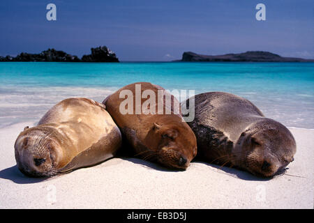 Seelöwen am Strand schlafen Stockfoto