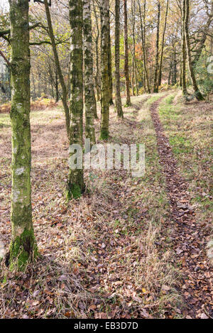 Linie von Silber Birken neben einer Spur in den Wald. Herbstfärbung in dieser Landschaft in der Nähe von Hollingworth in Longdendale. Stockfoto