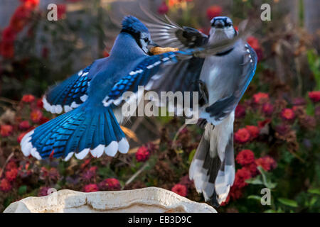 Zwei Blauhäher kämpfen um über Erdnuss Stockfoto