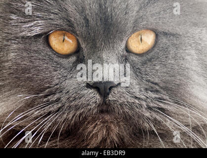 Nahaufnahme der Perserkatze Stockfoto