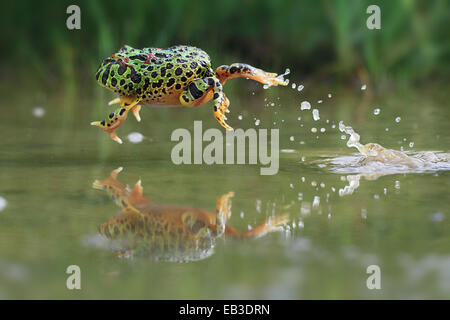 Indonesien, Riau-Inseln, Frosch springt ins Wasser Stockfoto