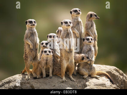 Mob von Erdmännchen, die auf einem Felsen Ausschau halten Stockfoto