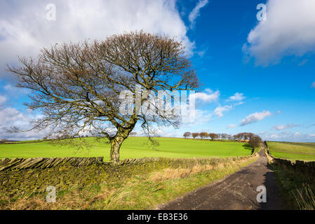 Landschaft von Yorkshire an einem schönen, sonnigen Tag im Herbst. Flauschige Wolken am blauen Himmel über grüne Felder und eine Steinmauer. Stockfoto