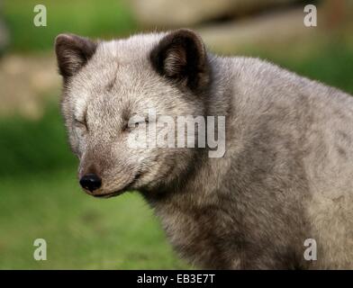 Arktis oder Polarfuchs (Vulpes Lagopus) Nahaufnahme des Kopfes, Augen geschlossen Stockfoto