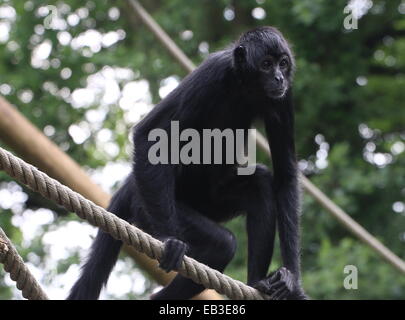 Kolumbianische Black-headed Klammeraffe (Ateles Fusciceps Robustus) lernen die Seile im Emmen Zoo, Niederlande Stockfoto