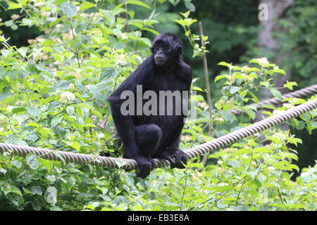 Kolumbianische Black-headed Klammeraffe (Ateles Fusciceps Robustus) lernen die Seile im Emmen Zoo, Niederlande Stockfoto