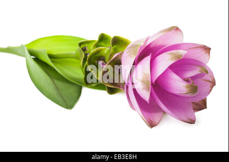 Siam-Tulpe oder Curcuma Blume isoliert auf weißem Hintergrund Stockfoto