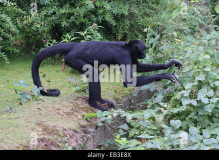 Kolumbianische Black-headed Klammeraffe (Ateles Fusciceps Robustus) Stockfoto