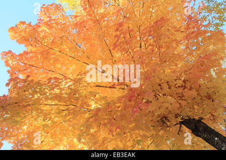 USA, Georgia, Houston County, Warner Robins, gelbes Blatt Baum im Herbst Stockfoto