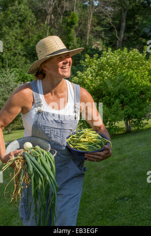 Kaukasische Frau Ernte Gemüse aus dem Garten Stockfoto