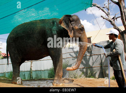 (141125)--PHNOM PENH, 25. November 2014 (Xinhua)--ein Mann Wasser Elefant Sambo in Phnom Penh, Kambodscha, 25. November 2014. Sambo, der berühmte Elefant bekannt seit Jahren als einer der Hauptstadt Phnom Penhs den berühmtesten Sehenswürdigkeiten, wird nach Nordosten Kambodschas Mondulkiri Provinz in dieser Woche in den Ruhestand Eigentümer und offizielle sagte am Dienstag. (Xinhua/Sovannara) Stockfoto