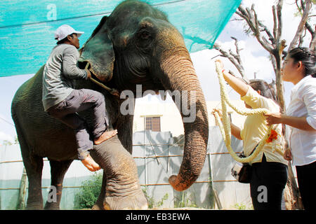 (141125)--PHNOM PENH, 25. November 2014 (Xinhua)--Menschen tragen eine Jasmine Halskette auf Elefanten Sambo Hals in Phnom Penh, Kambodscha, 25. November 2014. Sambo, der berühmte Elefant bekannt seit Jahren als einer der Hauptstadt Phnom Penhs den berühmtesten Sehenswürdigkeiten, wird nach Nordosten Kambodschas Mondulkiri Provinz in dieser Woche in den Ruhestand Eigentümer und offizielle sagte am Dienstag. (Xinhua/Sovannara) Stockfoto